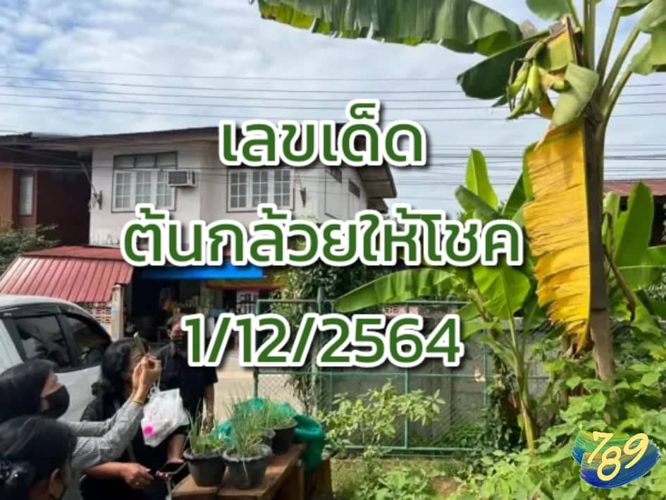 เลขเด็ด ต้นกล้วย