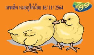 เลขเด็ด หมอดูไก่น้อย