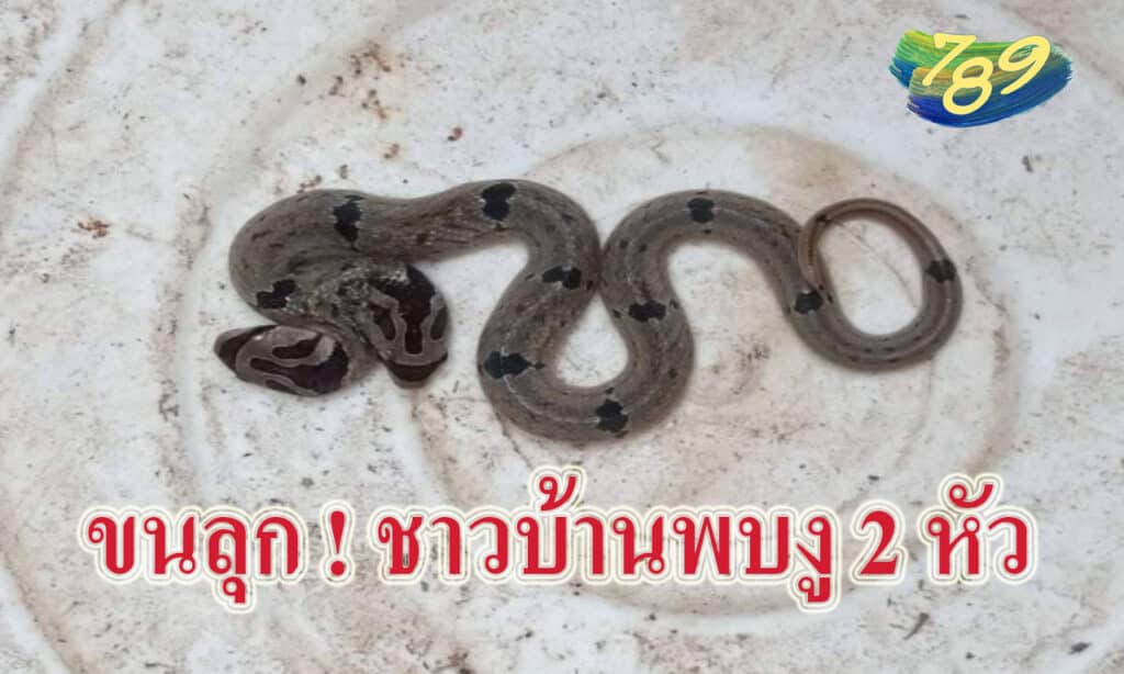 ข่าวหวยวันนี้ งูสองหัว