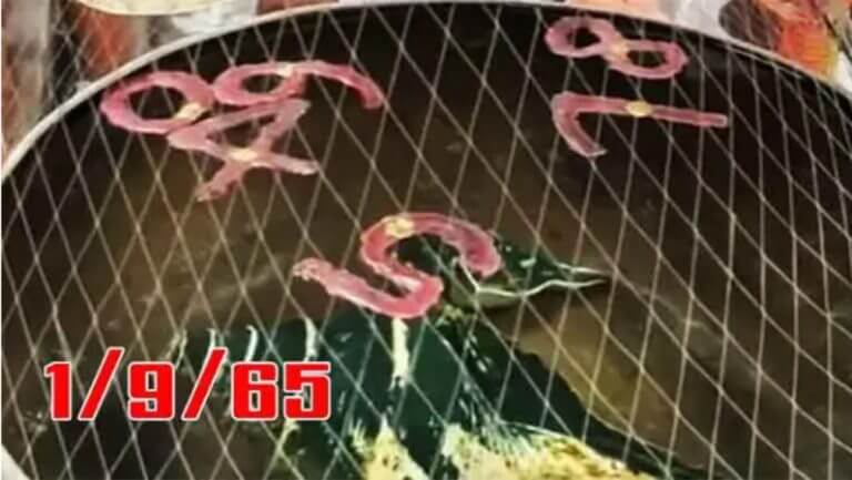 เลขเด็ด หวยตาทองงิ้วราย1-9-65