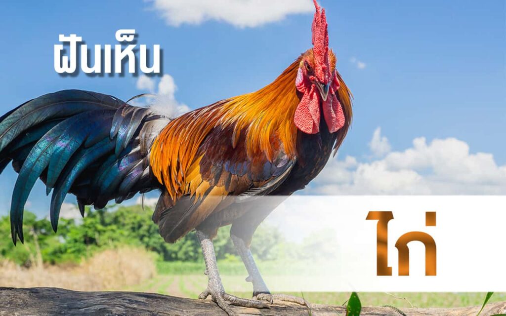 ทำนายฝัน ฝันเห็นไก่ 2565