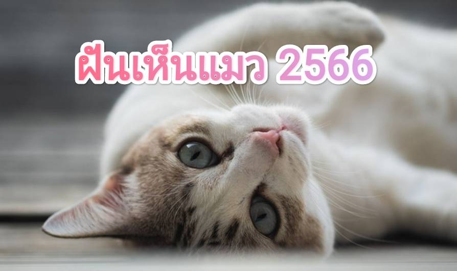 ฝันเห็นแมว 2566