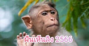 ฝันเห็นลิง 2566