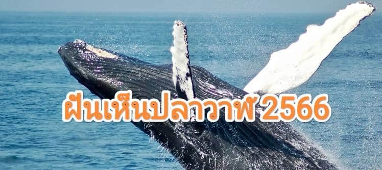 ฝันเห็นปลางวาฬ 2566