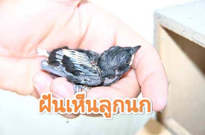 ฝันเห็นลูกนก 2566