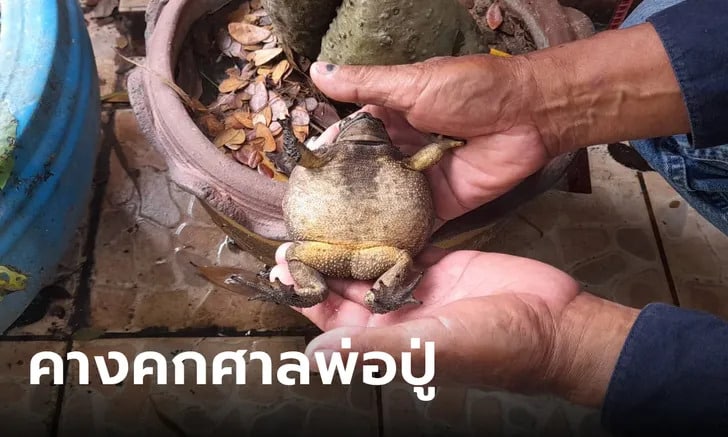 คางคกศาลพ่อปู่ 1-9-66