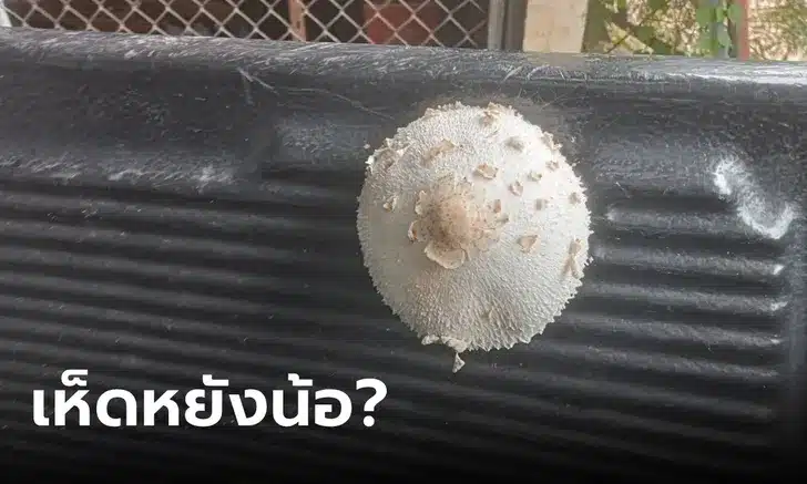 ข่าวเห็ดขึ้นรถกระบะ ที่จอดข้างศาลปู่ขาว 1-10-66