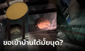 ข่าวน้องงูเหลือม มากับน้ำ 1-10-66