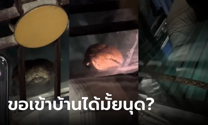 ข่าวน้องงูเหลือม มากับน้ำ 1-10-66