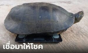 ข่าวเต่าดำยักษ์ 16-10-66