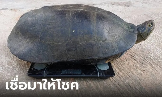 ข่าวเต่าดำยักษ์ 16-10-66