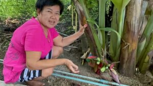ข่าวหัวปลีประหลาด 16-10-66
