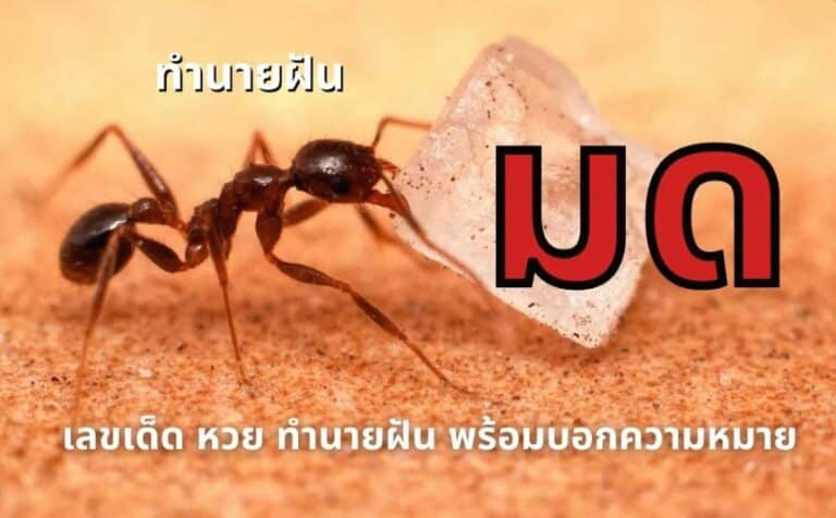 ฝันเห็นมด 2566