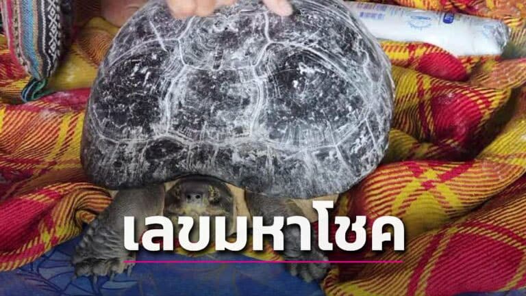 เลขเต่าประหลาด 16-10-66