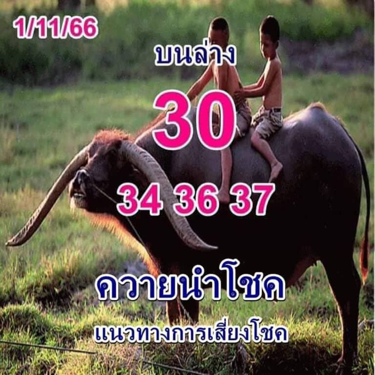 หวยควายนำโชค 1-11-66