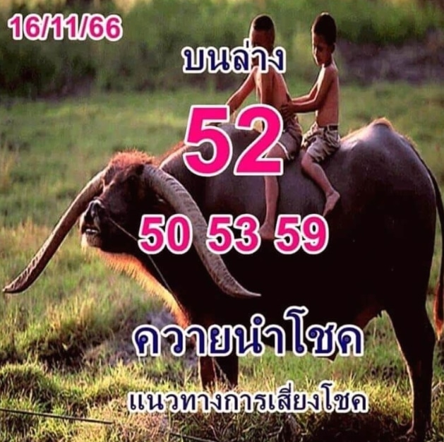 หวยควายนำโชค 16-11-66