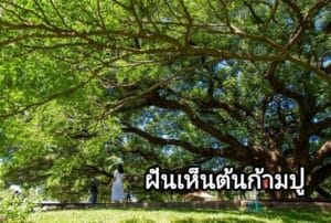 ฝันเห็นต้นก้ามปู 2566