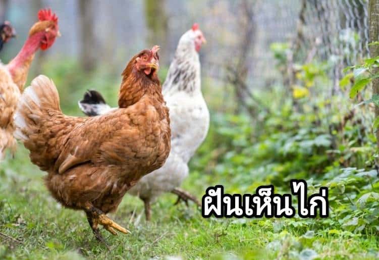 ฝันเห็นไก่ 2567