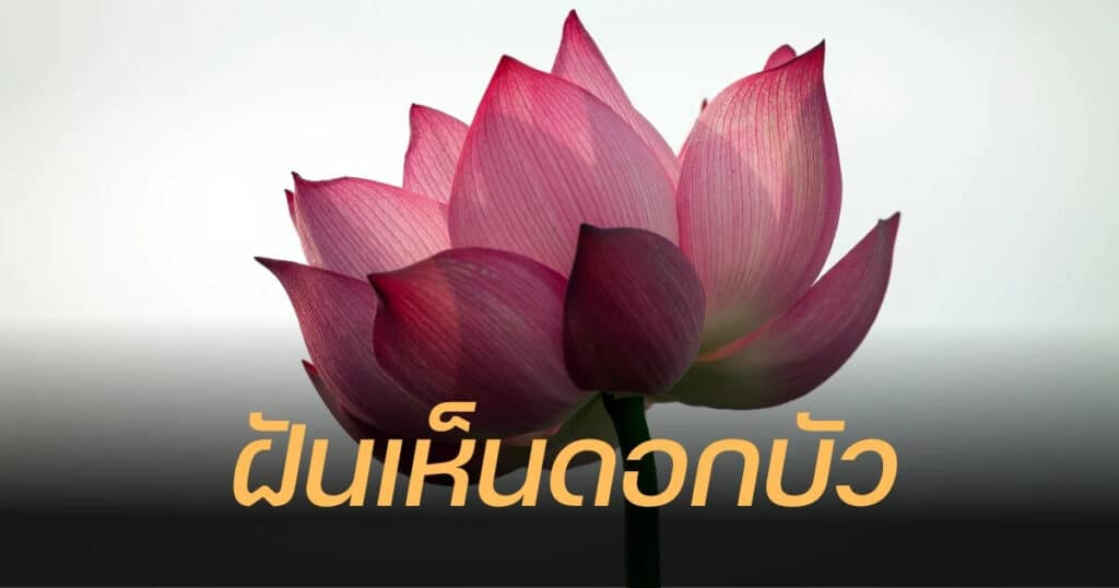 ฝันเห็นดอกบัว 2567