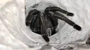 เลขเด็ด พญาบึ้ง